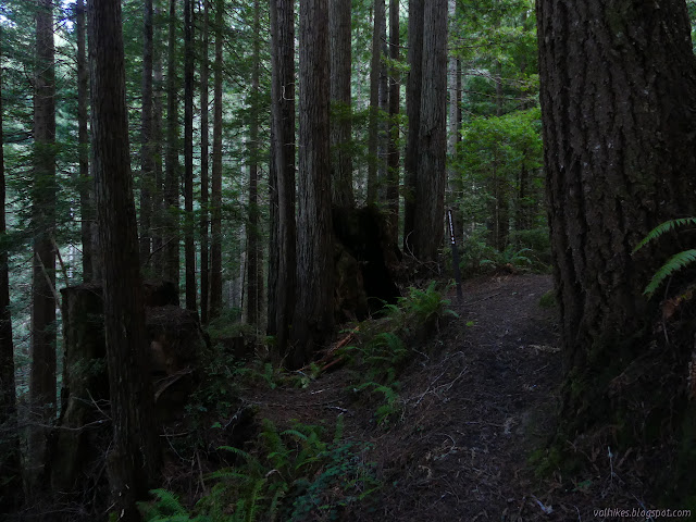 trail splits beside stumps