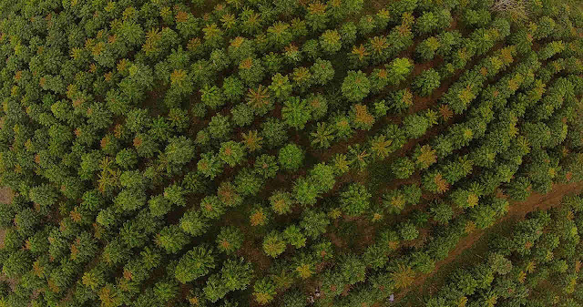 Floresta integrada no Polo Florestal de Minas Gerais.