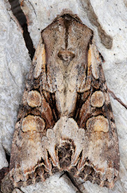 Light Brocade, Lacanobia w-latinum.  In my garden light trap in Hayes on 13 May 2016.