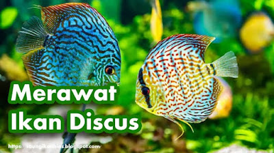 Cara Perawatan Ikan Discus