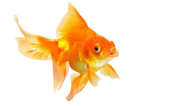 Dunia Ikan Hias - Gold Fish