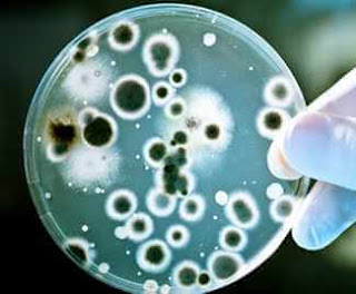 brucella hastalığı mikrobu