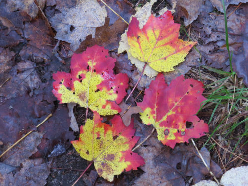 red maple leaves