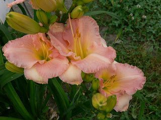 Dividing Daylilies