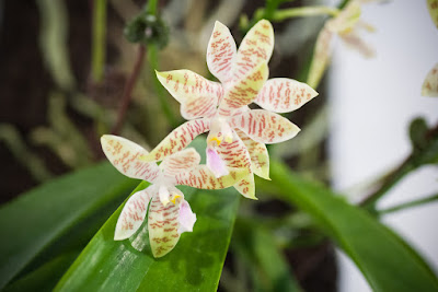 Grow and care Phalaenopsis hieroglyphica orchid - The Hieroglyphic Phalaenopsis