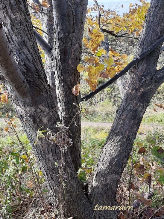 Липа амурская (Tilia amurensis)