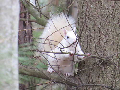 albino squirrel