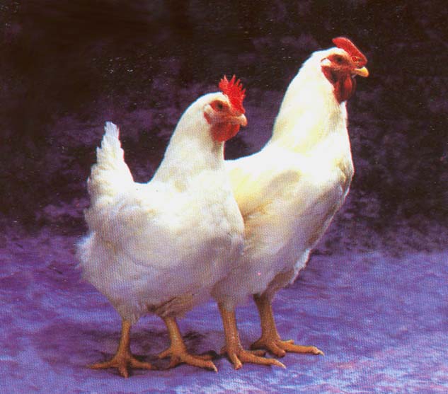  gambar  ayam  XTRA TWO