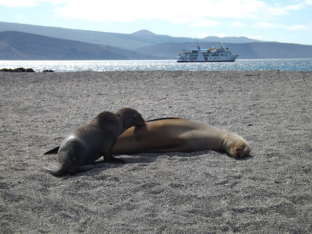 Isla Fernandina, Islas Galápagos