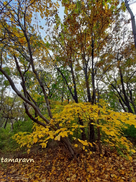 Клён зелёнокорый (Acer tegmentosum)