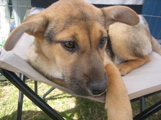 The German Shepherd: German Shepherd Pitbull Mix