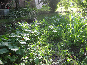 backyard garden, vegetables, weeds, michigan, how to grow