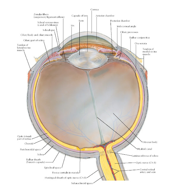 Eyeball: Transverse Section Anatomy