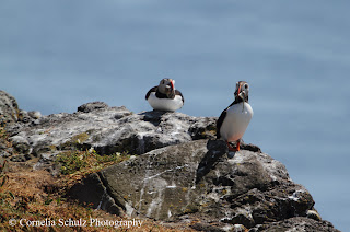 Puffins by Cornelia Schulz