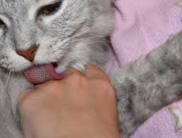 Why Does My Cat Lick Me