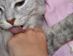 Why Does My Cat Lick Me? 15+ Surprising Reasons Behind Cat Licking Behavior