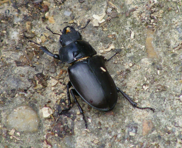 Stag Beetle Lucanus cervus, female, Loir et Cher, France. Photo by Loire Valley Time Travel.