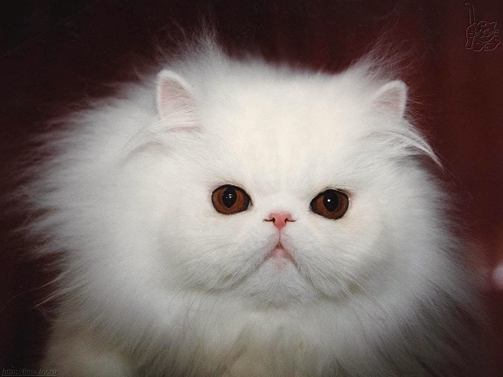 ANIMALS PICTURE Gambar  Kucing  Berbulu Putih Yang  Cantik 
