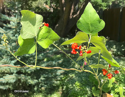 scarlet runner bean