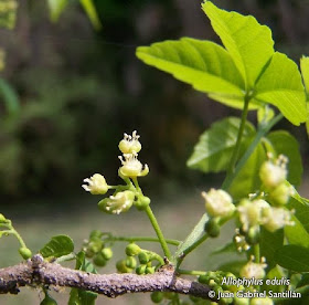 chal chal Allophylus edulis