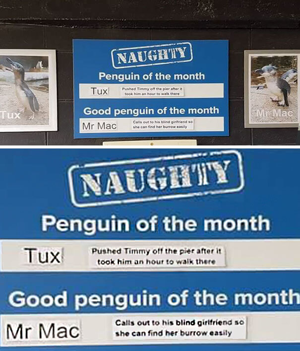 This Aquarium Announced The Naughtiest Penguin Of The Month, And The 'Offenses' Are Hilarious