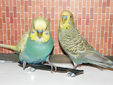 #3 Budgerigar Wallpaper