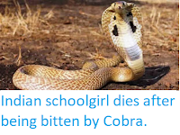 https://sciencythoughts.blogspot.com/2019/09/indian-schoolgirl-dies-after-being.html