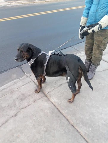 Dog Knee Brace