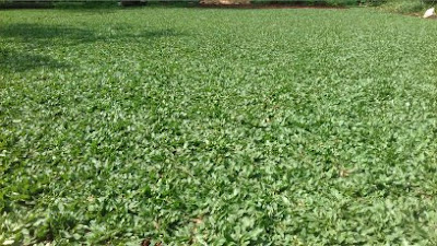 Jual Aneka Rumput Untuk Taman di Cikarang