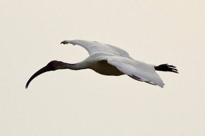 Black-headed Ibis -