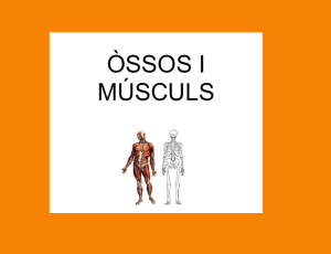 http://clic.xtec.cat/db/jclicApplet.jsp?project=http://clic.xtec.cat/projects/ossosmus/jclic/ossosmus.jclic.zip&lang=ca&title=%D2ssos+i+m%FAsculs