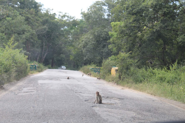 Kerala, travel, Wayand Diaries, Wayanad, Mysore, Sulthan Bathery, Bandipur Tiger Reserve, Himavad Gopalaswamy Betta, Gopala Swamy Betta, Nanjangudu