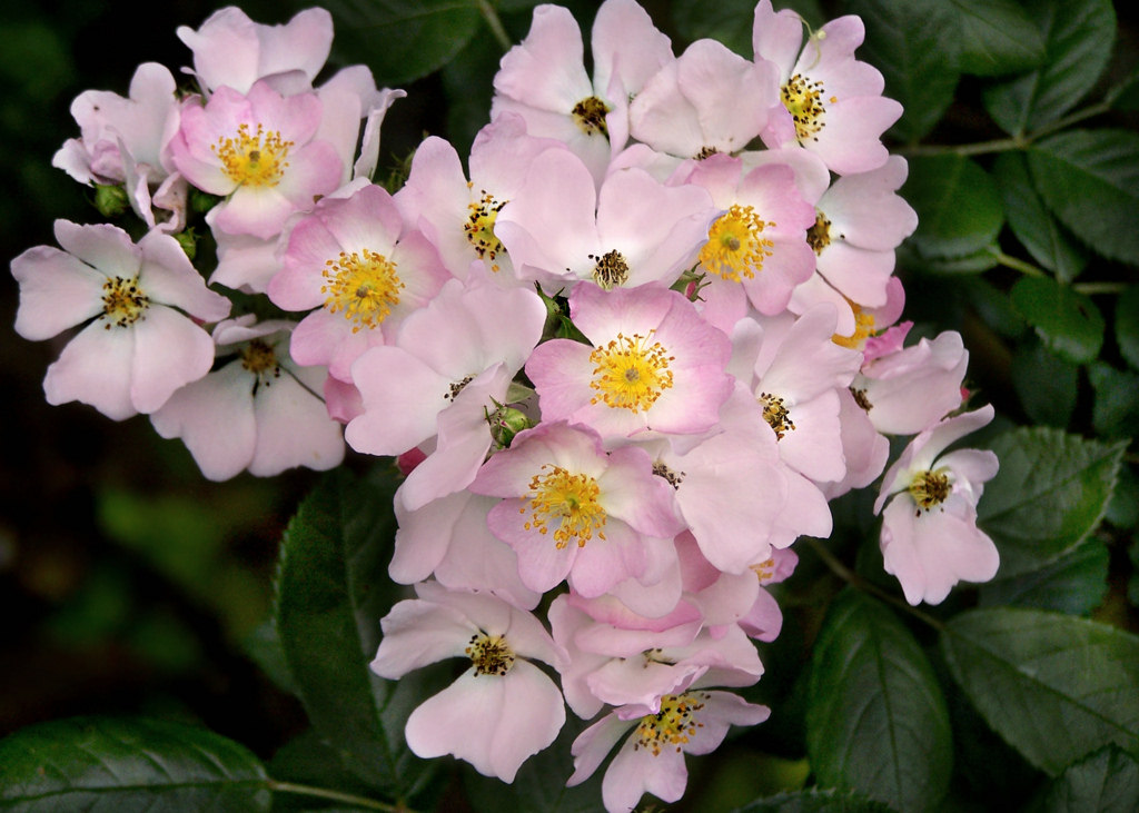 花語 每月的誕生花 四月誔生花 薔薇rosa Multiflora 一