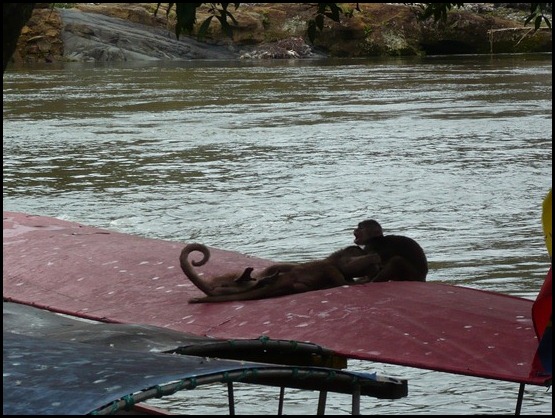 30. Monos en Misahuallí - Viaje a Ecuador