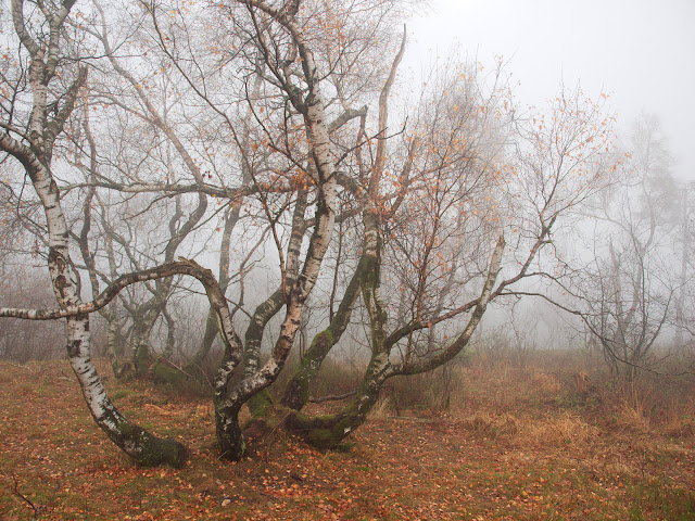 verwachsene Birken im Nebel