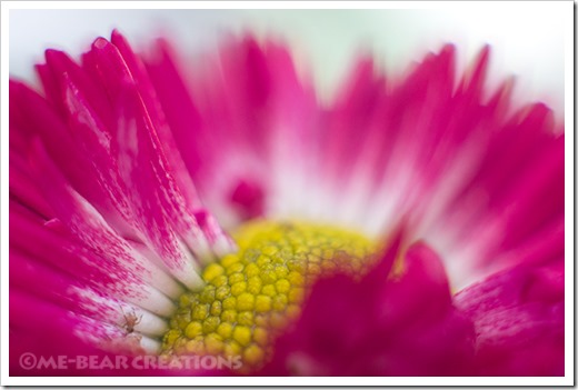 flower2