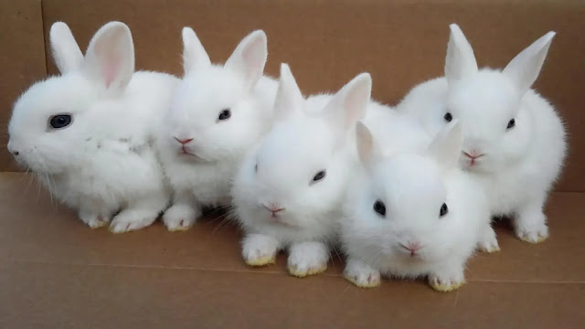 Rabbits