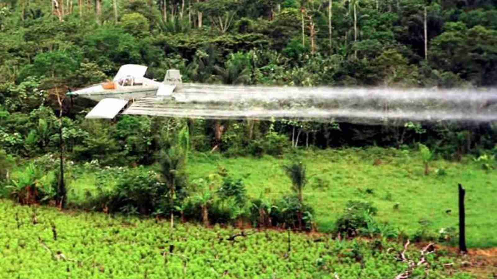 Regresan fumigaciones con glifosato: ambientalistas se pronunciaron