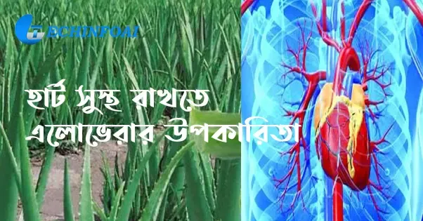 হার্ট সুস্থ রাখতে এলোভেরার উপকারিতা