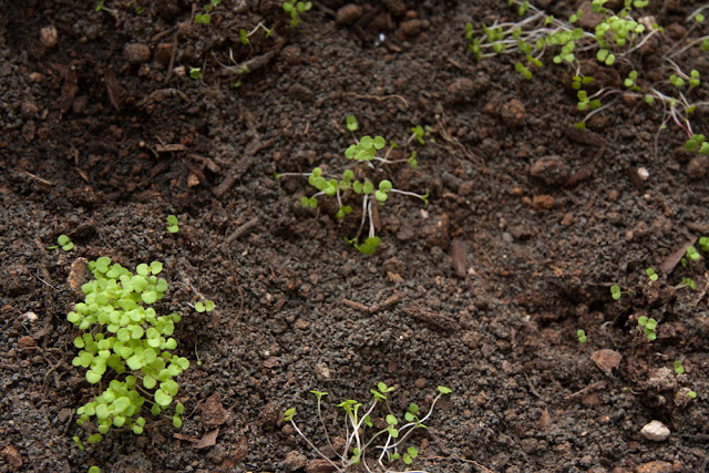 Dying oregano seedlings the day after transplanting