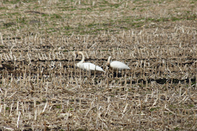 Spring: lambs in the meadow, swans in the corn?