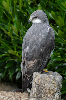 Naturfotografie Adlerwarte Berlebeck Adler Falke Geier Olaf Kerber