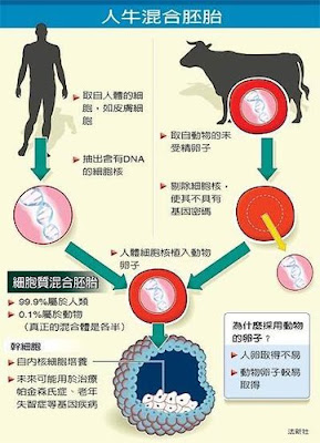 人獸混合胚胎