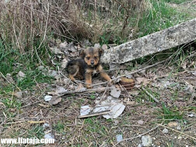 Kisah Goran Menyelamatkan Anak Anjing liar Di Sepatu Tua - liataja.com
