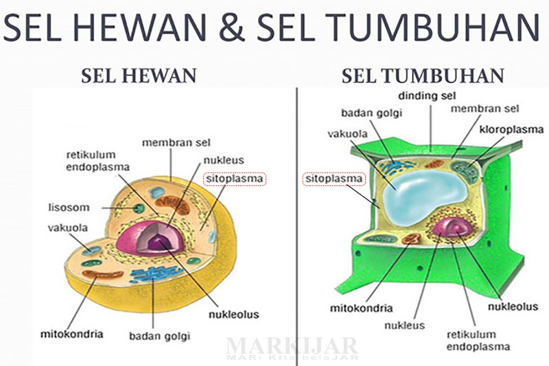 Inilah 54+ Sel Hewan Sitosol