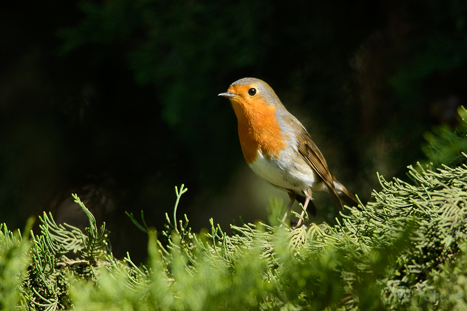 Punarind, Erithacus rubecula, European Robin, Redbreast