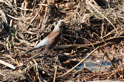 Fjildlyster - Kramsvogel - Turdus pilaris