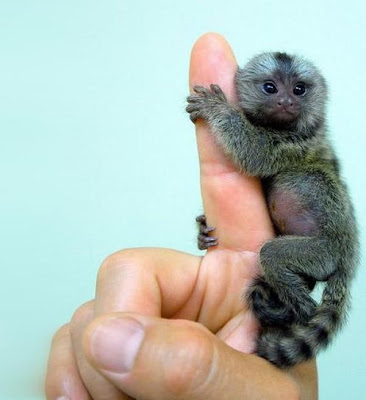 Smallest Monkey