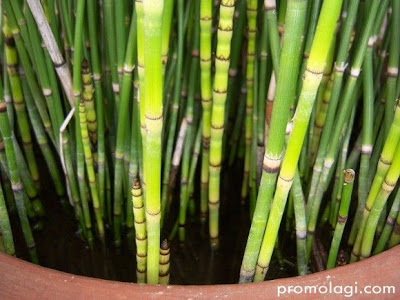 Desain Taman CANTIKNYA TANAMAN HIAS BAMBU AIR UNTUK TAMAN RUMAH  Tanaman Hias Cantik