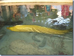 Moray eel at Saba Rock